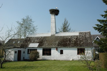 Stork på reden i Vegger. Foto: Hans Skov