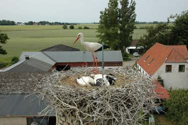 Rignmærkning af unger i Gundsølille. Foto: Hans Skov