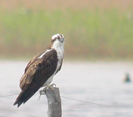 Vest Stadil Fjord 1/5 2004 Foto: Knud Christensen