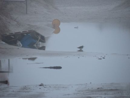 Årets første på Skagen 3 april 2011