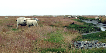 Græsset strandeng